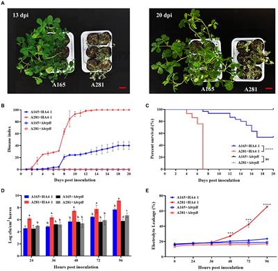 Frontiers Comparative Transcriptome Analysis Revealed Molecular